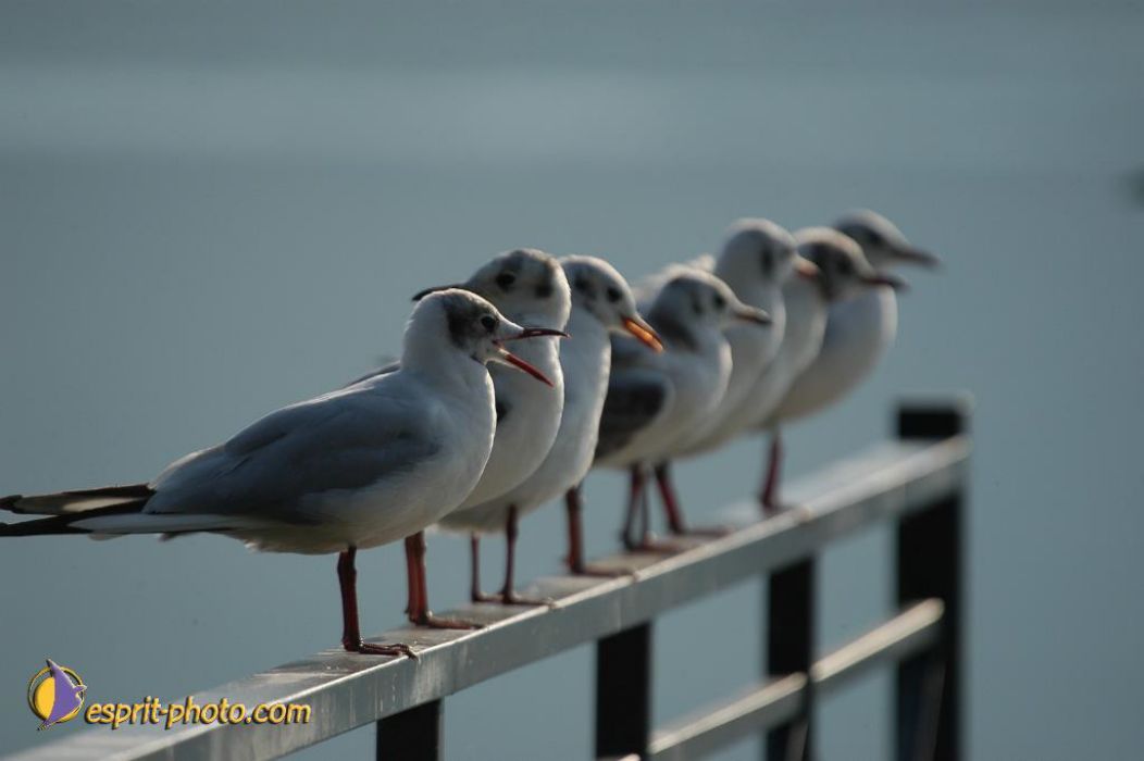 Nom de l'image : EP08-0399_(c)Norbert-JUNG — Description :